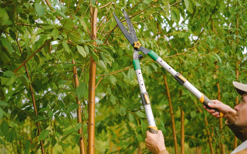 Tree trimming in Husum, WA