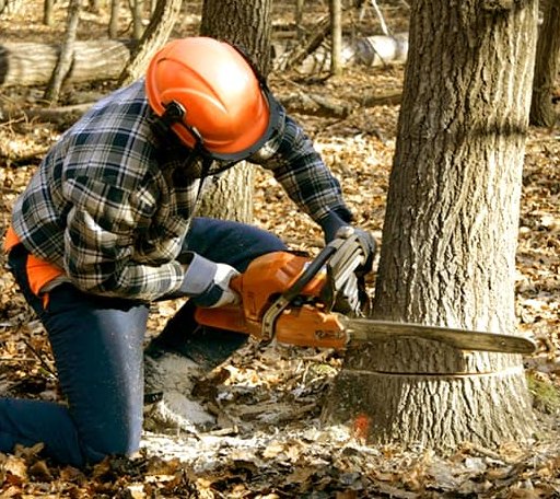 Tree Removal in Husum, WA